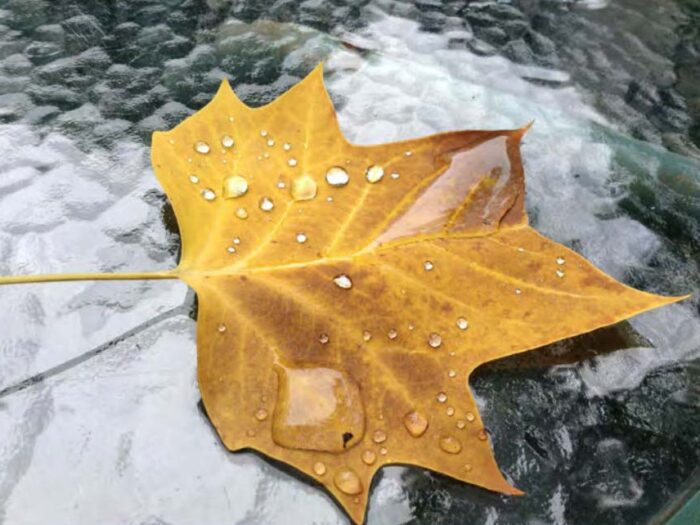 Dharma Connection 2015